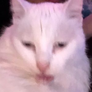 Meet your Posher, Jackson